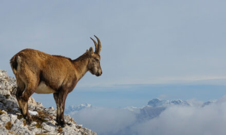 Le Grand Veymont (2341m) 