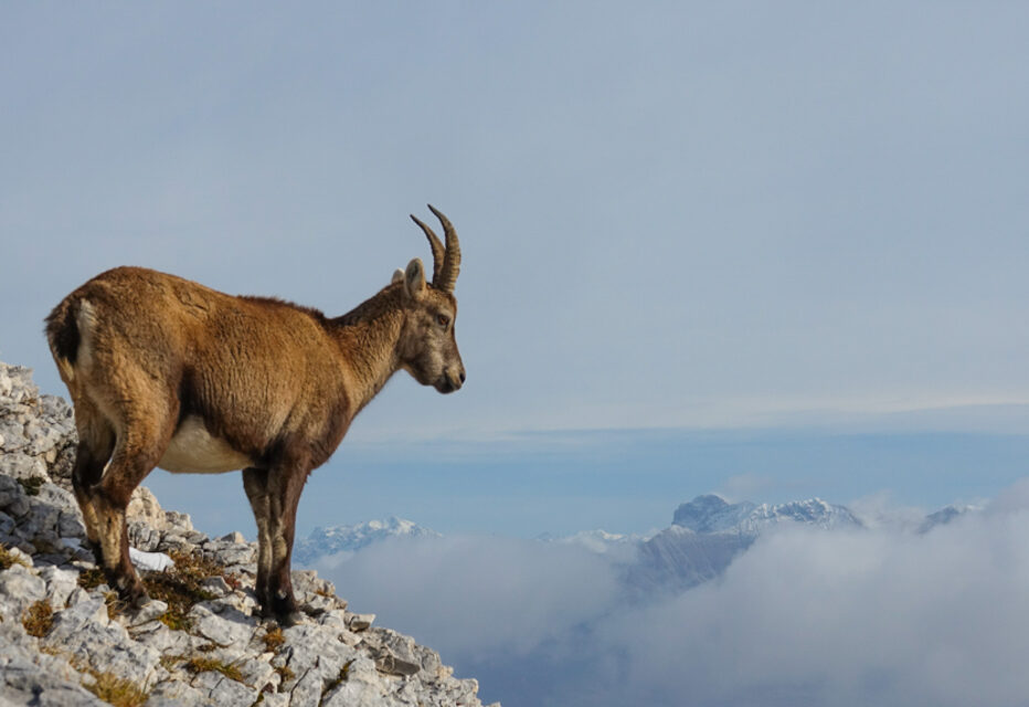 Le Grand Veymont (2341m) 